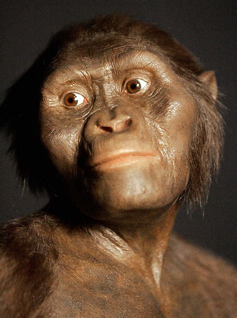 Meio humano e meio macaco o cérebro da australopitheca Lucy