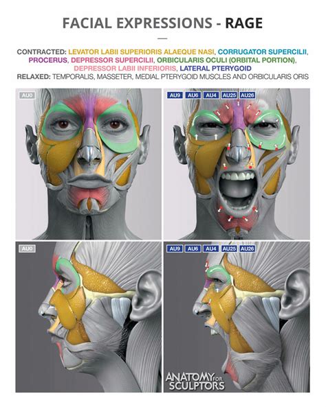 Anatomy For Sculptors Anatomy Of Facial Express 2018 March Proof 2018
