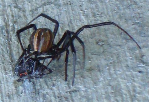 Do cellar spiders eat black widows? Black Widow Cannibalism and potential undocumented Bug ...