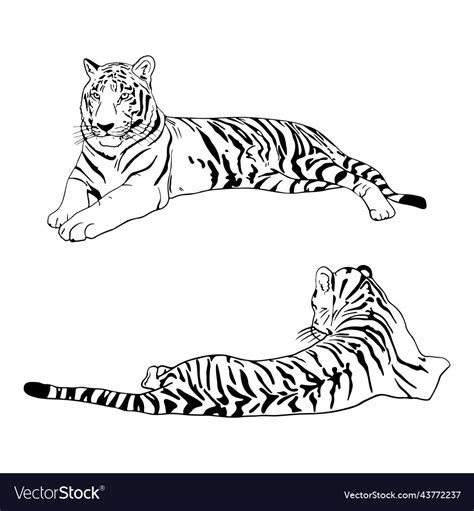 Two Tigers Black Silhouettes On White Background Vector Image