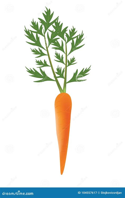 Single Carrot With Leaves On White Background Stock Vector