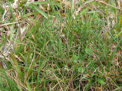 Photo Of Festuca Rubra Fescue Grass