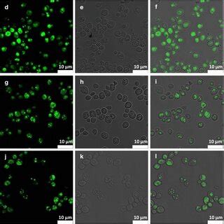 Images Showing A D G J M Fluorescence Results B E H K N Download Scientific