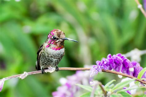 Also known as sage, salvia displays long thin flowers that attract hummingbirds. Top 10 Flowers to Attract Hummingbirds