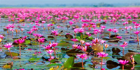 タイ ノンハン湖 タレーブアデーン 120562024 の写真素材 アフロ