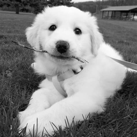 See more of golden retriever puppy gr puppies philippines on facebook. Golden Pyrenees Mix Breed Review By Veterinarians | Doggypedia