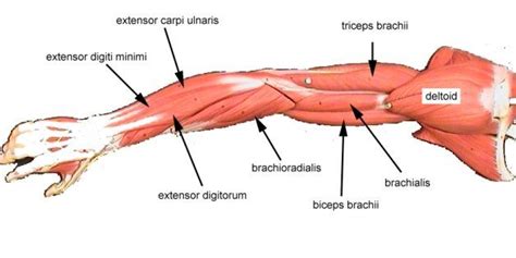 The muscles involved in the flexion of the lower arm are the * biceps brachii * brachialis * brachioradialis the biceps originates at the shoulder blade, and inserts at the radius. Pin by Rose Delancey on 1003+ Art Hacks for Level 0 | Arm ...