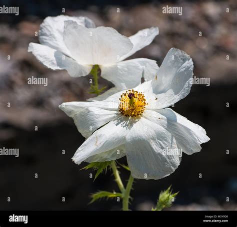 Flower With White Petals And Yellow Center Hi Res Stock Photography And