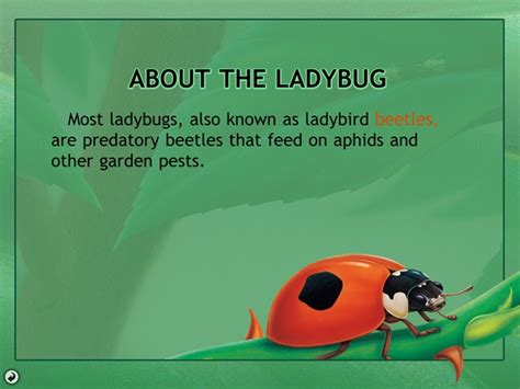 The Land Of Ladybug Heaven Info Ladybug