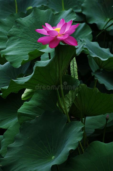 Blooming Lotus Flower In A Pool Stock Photo Image Of Pink Nature