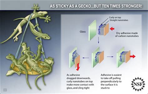 Scientists Copy Gecko Feet For Super Glue The Sietch Blog