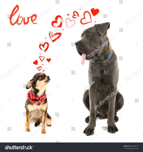 Two Dogs Together Isolated On White Stock Photo 428230318 Shutterstock