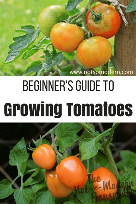 Beginners Guide To Growing Tomatoes Growing Tomatoes In Containers