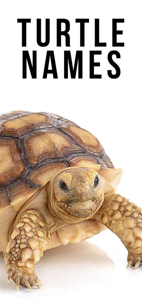 Turtle Names 275 Awesome Ideas For Naming Your Turtle In 2021