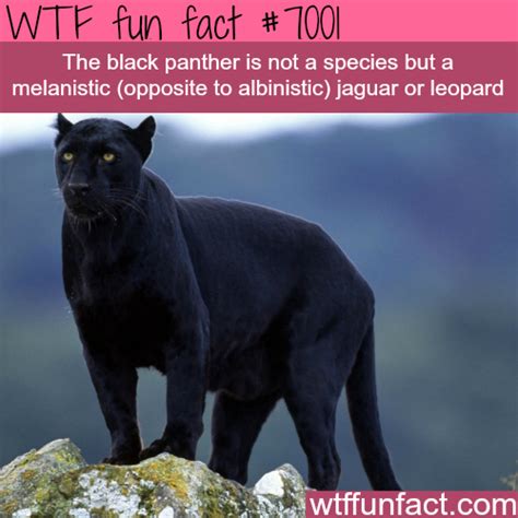 The Black Panther Wtf Fun Facts Fun Facts About Animals