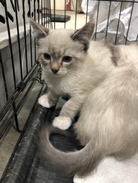 Cat rescue & adoption centres: Domestic Short Hair and Siamese mixed Cat for Adoption in ...