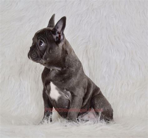 Below is a quick explanation for most of the locus (locations) that are in the french bulldogs coloring panel, that when put together gives your dog its final coat appearance. Blue French Bulldog Puppies for Sale - Breeding Blue ...