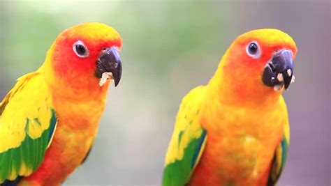 Sun Conure Parrots Stock Footage Video 10894295 Shutterstock