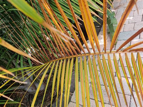 Majesty Palm Fusarium Wilt Discussing Palm Trees Worldwide Palmtalk