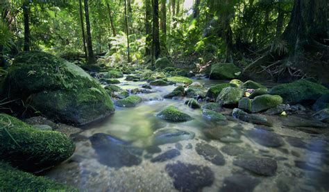 Geography Daintree Rainforest Level 2 Activity For Kids