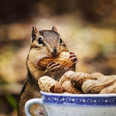 A Squirrel Eating A Bowl Of Peanuts Animals Squirrel Hamster