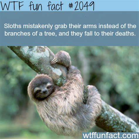 True Facts About The Sloth Wtf Fun Facts