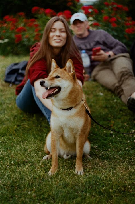 Shiba Inu Wearing Party Hat · Free Stock Photo