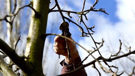 Benefits Of Dormant Tree Pruning Complete Tree Service In Portland