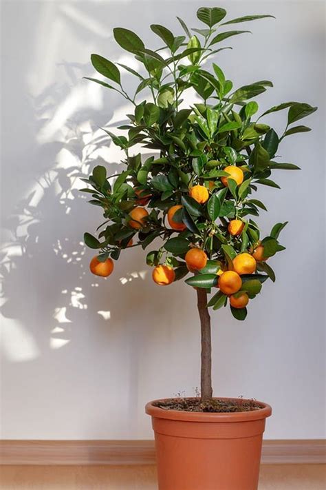 Everything You Need To Know About Growing A Citrus Tree In Your House