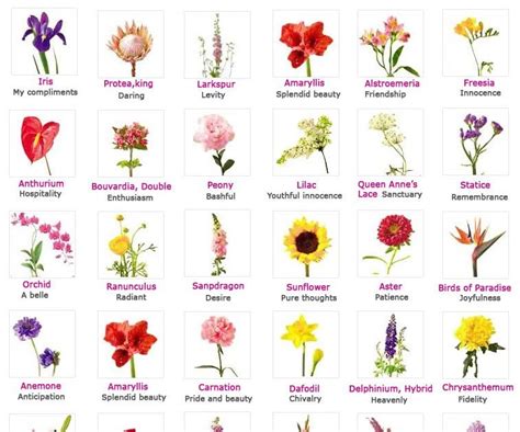Types Of Flowers And Their Meanings With Pictures Japanese Flower The