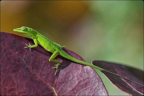 Florida Green Anole Photo Lizard Anole Reptilia