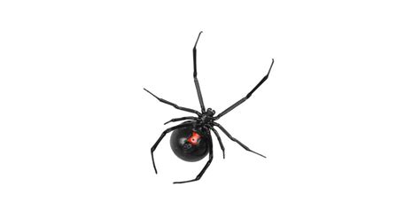 Widow Spiders Pest Control