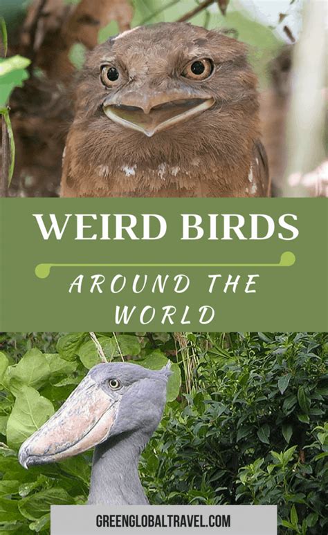 60 Weird Animals From All Around The World