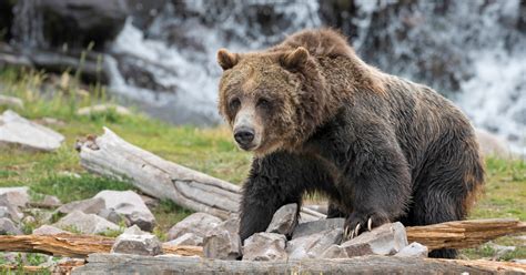 Judge Saves Grizzly Bears From Planned Trophy Hunt At Yellowstone