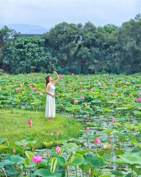 新北絕美360 📍樹林山佳荷花池 初夏限定美景！粉嫩荷花綻放池畔 💟 新北市觀光旅遊網