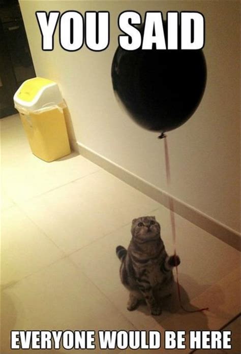 Funny Birthday Party For Cat Dump A Day
