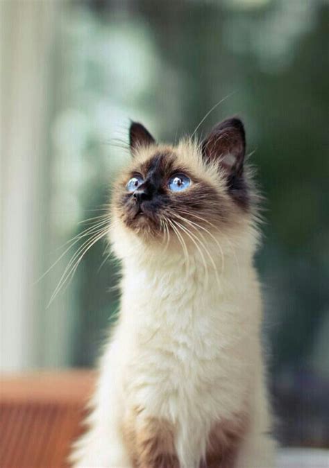 Top 5 Rarest Cat Breeds Kittens Pinterest Beautiful