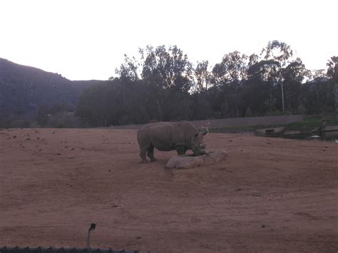As you probably know, some animals eat meat, some do rhinos eat meat? Sam in San Diego: Black Rhinoceroces