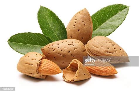 Almonds With Shell Photos And Premium High Res Pictures Getty Images