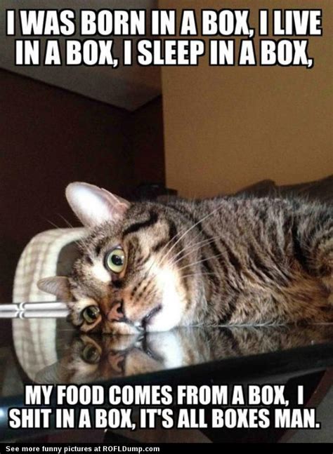 Cat Have Boxes Lives Rofl Dump Funny Animal Pictures Funny Animals