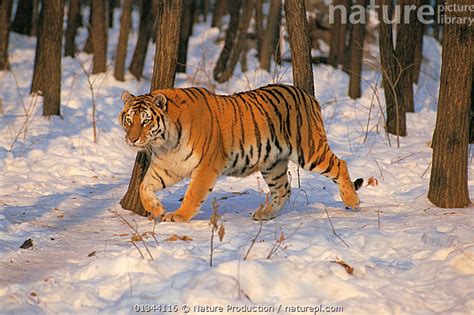 Nature Picture Library Siberian Tiger Panthera Tigris Altaica Walking