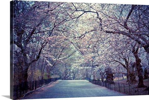 Cherry Blossoms Trees In Central Parks Bridle Path In New York City