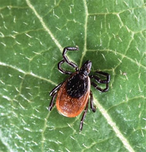 Lyme Time A Single Scientist Proves Vermonts Tick Problem Is Growing
