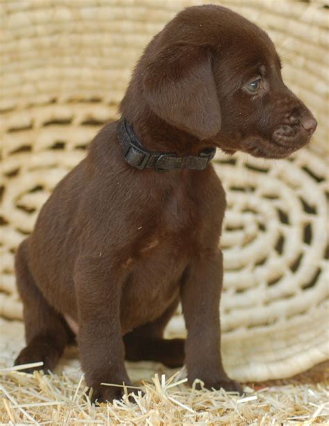 Adopt cocoa a labrador retriever / mixed dog in mocksville, nc (31635590) labrador retriever · mocksville, nc. MMKennels.com - chocolate Lab pup | Lab puppies, Cute ...