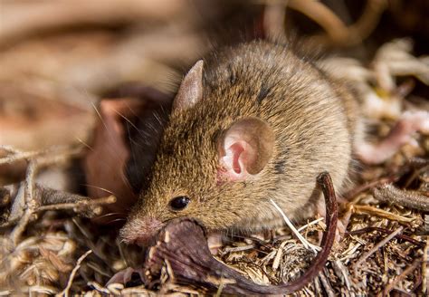 Antechinus Marsupial Mouse · Free Photo On Pixabay