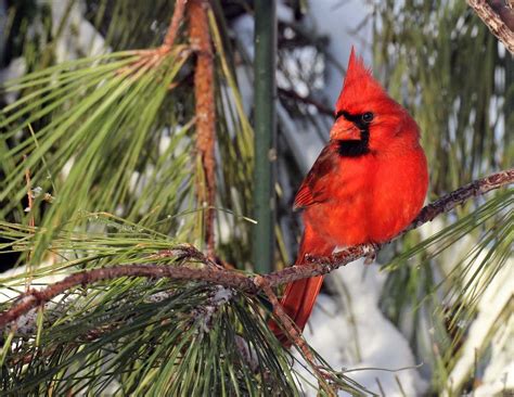 15 Simply Stunning Photos Of Northern Cardinals Birds And Blooms