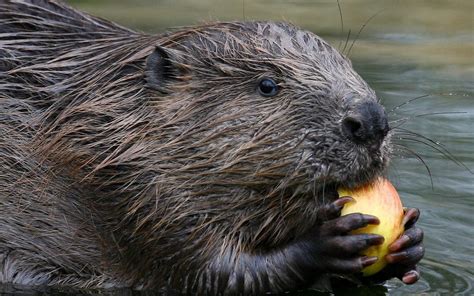Eurasian Beaver Profile Traits Facts Food Habitat Teeth