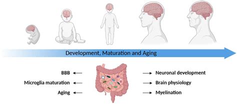Frontiers The Microbiota Gut Brain Axis In Health And Disease And Its