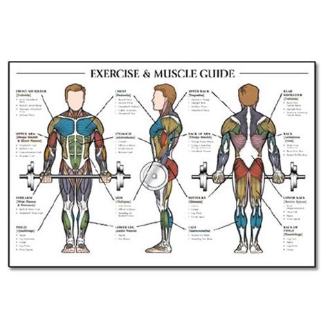 Human anatomy for muscle, reproductive, and skeleton. Amazon.com: Exercise and Female Muscle Guide Laminated ...