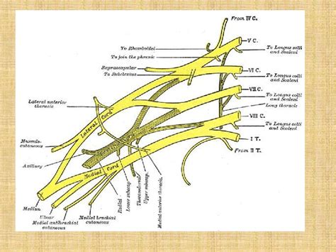 1 Brachial Plexus And Its Applied Anatomy 1